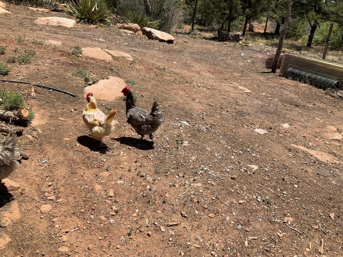 Verdure Indian Canyon Ranch מראה חיצוני תמונה